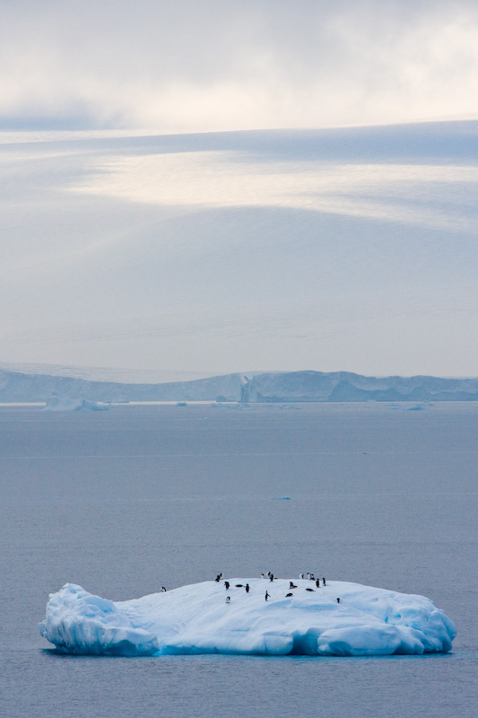 Adélie Penguins On Iceberg